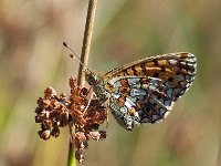 Boloria selene 27, Zilveren maan, Saxifraga-Hans Dekker