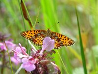 Boloria selene 3, Zilveren maan, Vlinderstichting-Henk Bosma