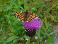 Boloria selene 30, Zilveren maan, Saxifraga-Ed Stikvoort