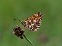 Boloria selene 31, Zilveren maan, Saxifraga-Luuk Vermeer