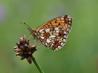 Boloria selene 32, Zilveren maan, Saxifraga-Luuk Vermeer