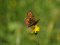 Boloria selene 37, Zilveren Maan Saxifraga-Luuk Vermeer