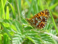 Boloria selene 4, Zilveren maan, Vlinderstichting-Henk Bosma