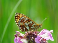 Boloria selene 5, Zilveren maan, Vlinderstichting-Henk Bosma