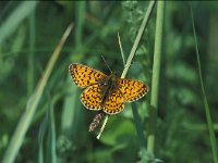 Boloria selene 8, Zilveren maan, Saxifraga-Robert Ketelaar