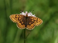 Boloria selene 9, Zilveren maan, Vlinderstichting-Albert Vliegenthart