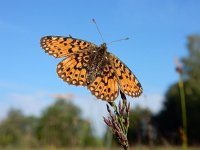 Boloria selene, 46, Zilveren maan, Saxifraga-Kars Veling