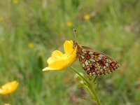 Boloria selene, 57, Zilveren maan, on Ranunculus, Saxifraga-Kars Veling