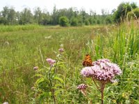 Boloria selene, 59, Zilveren maan, on Eupatorium cannabinum, Korenburgerveen (NL), Saxifraga-Kars Veling