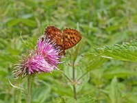 Boloria thore 10, Thor's parelmoervlinder, on Cirsium, Saxifraga-Kars Veling