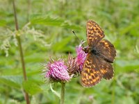 Boloria thore 12, Thor's parelmoervlinder, on Cirsium, Saxifraga-Kars Veling