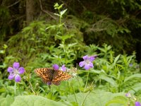 Boloria thore 23, Thor's parelmoervlinder, on Geranium, Saxifraga-Kars Veling