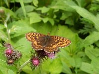 Boloria thore 25, Thor's parelmoervlinder, on Cirsium, Saxifraga-Kars Veling