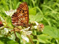 Boloria thore 5, Thor's parelmoervlinder, on Rubus, Saxifraga-Kars Veling