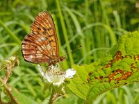 Boloria thore 8, Thor's parelmoervlinder, on Rubus, Saxifraga-Kars Veling