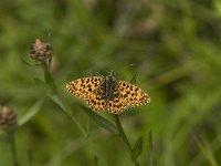 Boloria titania 7, Titania s parelmoervlinder, Saxifraga-Jan van der Straaten