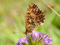 Boloria titania 10, Titania's parelmoervlinder, on Knautia, Saxifraga-Kars Veling