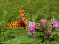 Boloria titania 11, Titania's parelmoervlinder, on Cirsium, Saxifraga-Kars Veling