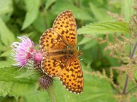 Boloria titania 12, Titania's parelmoervlinder, on Cirsium, Saxifraga-Kars Veling