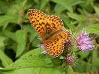 Boloria titania 13, Titania's parelmoervlinder, on Cirsium, Saxifraga-Kars Veling