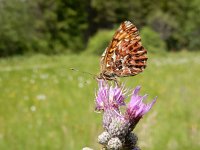 Boloria titania 15, Titania's parelmoervlinder, on Cirsium, Saxifraga-Kars Veling