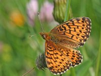 Boloria titania 18, Titania's parelmoervlinder, Saxifraga-Kars Veling