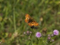 Boloria titania 4, Titania s parelmoervlinder, Saxifraga-Jan van der Straaten