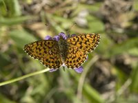 Boloria titania 6, Titania s parelmoervlinder, Saxifraga-Jan van der Straaten