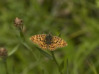 Boloria titania 7, Titania s parelmoervlinder, Saxifraga-Jan van der Straaten