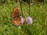 Boloria titania 8, Titania s parelmoervlinder, Saxifraga-Ed Stikvoort