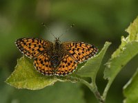 Brenthis daphne 10, Braamparelmoervlinder, female, Saxifraga-Jan van der Straaten