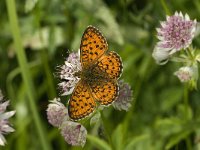 Brenthis daphne 13, Braamparelmoervlinder, male, Saxifraga-Jan van der Straaten