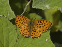 Brenthis daphne 22, Braamparelmoervlinder, male, Saxifraga-Marijke Verhagen