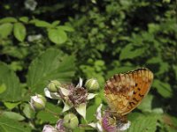 Brenthis daphne 25, Braamparelmoervlinder, Saxifraga-Rob Felix : Animalia, Arthropoda, Insecta, Lepidoptera, animal, arthropod, butterfly, dier, dieren, geleedpotige, geleedpotigen, insect, insecten, vlinder, vlinders