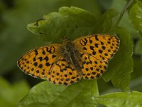 Brenthis daphne 3, Braamparelmoervlinder, female, Saxifraga-Marijke Verhagen