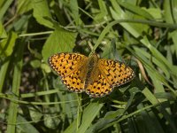 Brenthis daphne 38, Braamparelmoervlinder, Saxifraga-Willem van Kruijsbergen