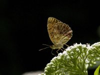 Brenthis daphne 40, Braamparelmoervlinder, Saxifraga-Willem van Kruijsbergen