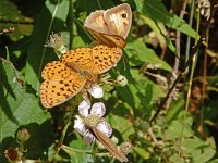 Brenthis daphne, 44, Braamparelmoervlinder, on Rubus, with Maniola jurtina and Aphantopus hyperanthus, Saxifraga-Kars V