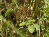 Brenthis ino 8, Purperstreepparelmoervlinder, Saxifraga-Jan van der Straaten