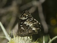 Brintesia circe 12, Witbandzandoog, Saxifraga-Marijke Verhagen