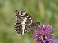 Brintesia circe 13, Witbandzandoog, Saxifraga-Jan van der Straaten