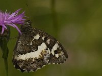 Brintesia circe 22, Witbandzandoog, Saxifraga-Jan van der Straaten