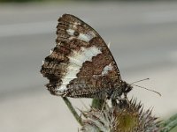 Brintesia circe 7, Witbandzandoog, Saxifraga-Jan van der Straaten