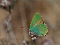 Callophrys rubi 15, Groentje, Vlinderstichting-Kars Veling