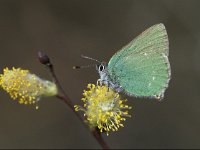 Callophrys rubi 18, Groentje, Vlinderstichting-Geert de Vries