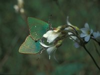 Callophrys rubi 2, Groentje, Vlinderstichting-Kars Veling