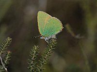 Callophrys rubi 22, Groentje, Saxifraga-Arthur van Dijk