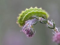 Rups van Callophrys rubi, Green Hairstreak, Groentje  Rups van Callophrys rubi, Green Hairstreak, Groentje : Achterhoek, Callophrys Rubi, Gelderland, Green Hairstreak, Groentje, Heather, Korenburgerveen, Nederland, Winterswijk, caterpillar, green, groen, heide, june, juni, larvae, larve, natuurgebied, natuurmonumenten, rups, summer, the Netherlands, zomer