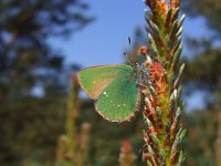 Callophrys rubi 29, Groentje, Saxifraga-Rudmer Zwerver