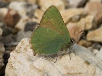 Callophrys rubi 35, Groentje, Saxifraga-Jan van der Straaten